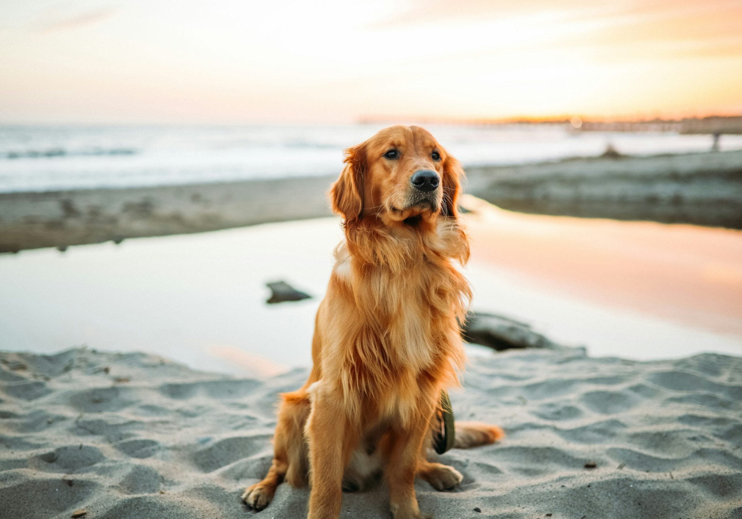 Petfriendly1