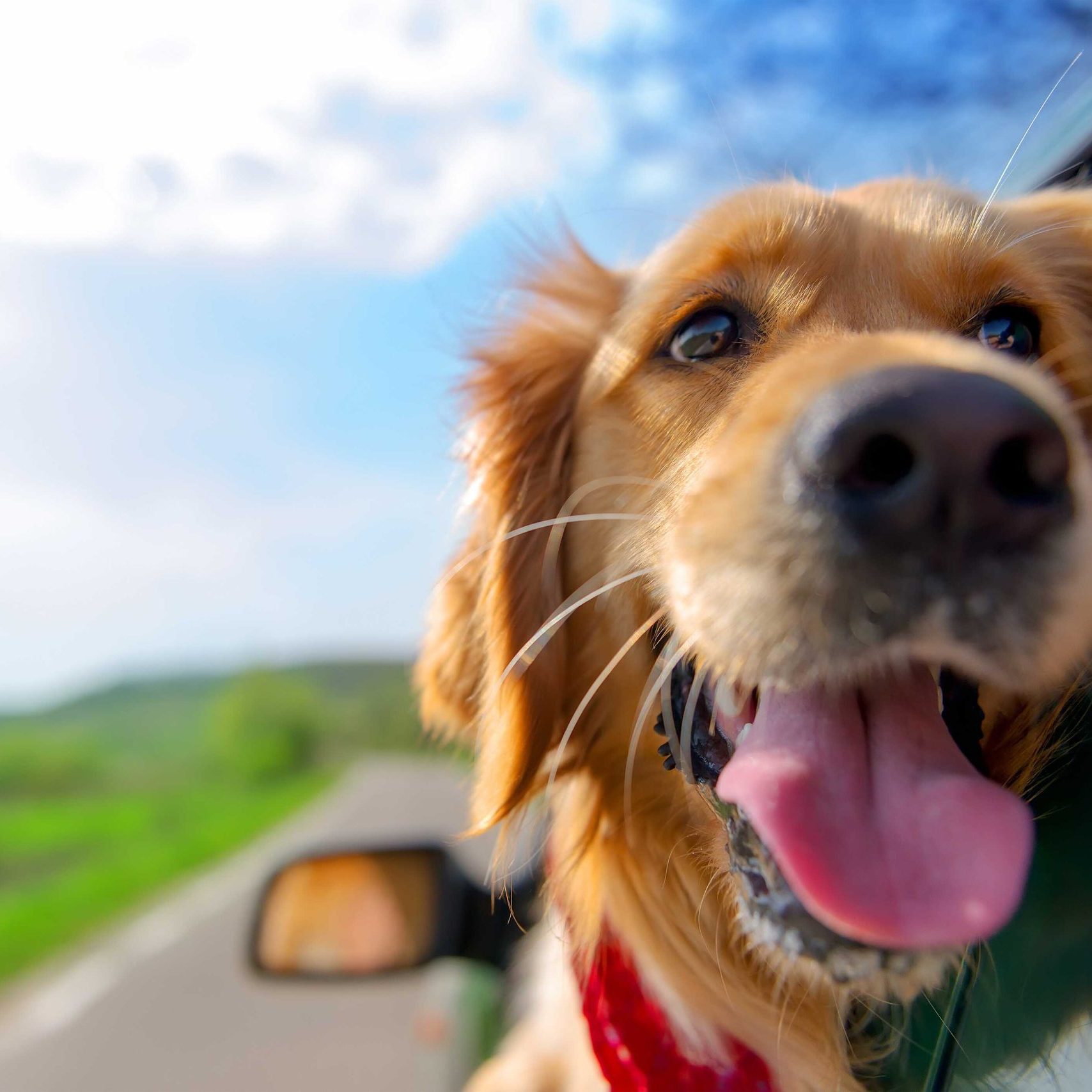 Pets-dog-in-car-window
